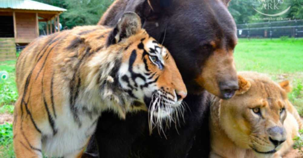 1672896249 399 el leon el tigre y el oso se hacen amigos