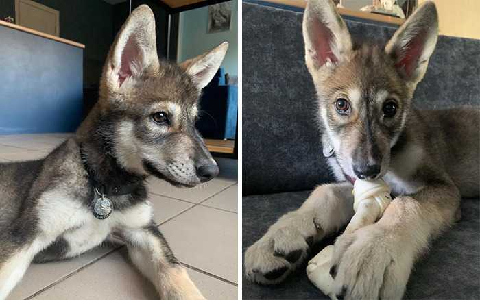 1673242190 488 lobo abandonado por su madre crece en familia humana