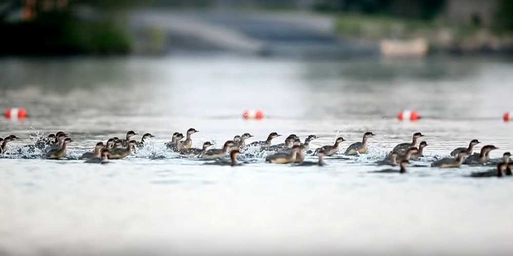 1673588352 91 super mama vista en un lago en minnesota con