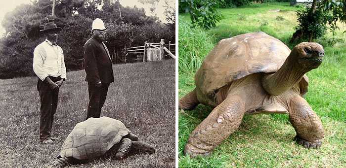 1674021028 249 jonathan una tortuga de 189 anos fue fotografiada en 1902