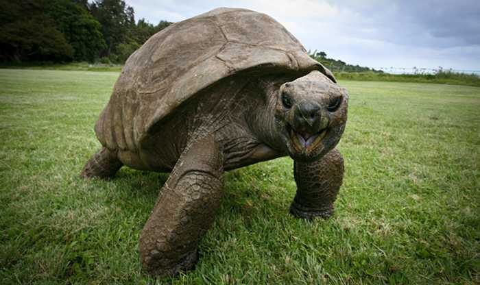 1674021029 94 jonathan una tortuga de 189 anos fue fotografiada en 1902