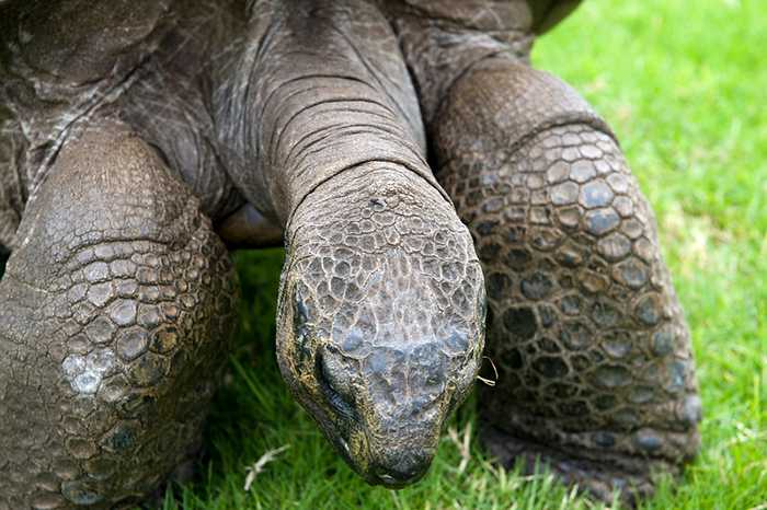 1674021030 570 jonathan una tortuga de 189 anos fue fotografiada en 1902