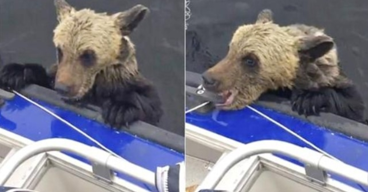 Ahogando las patas de oso bebe en el bote para