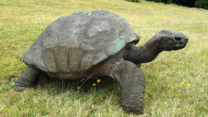 Jonathan una tortuga de 189 anos fue fotografiada en 1902