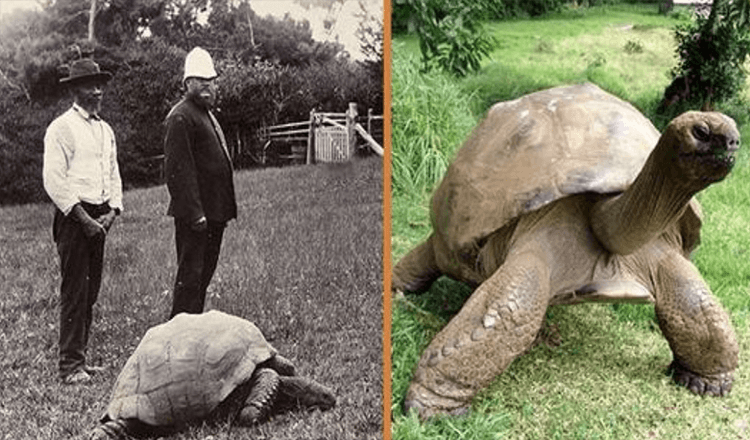 Jonathan una tortuga de 189 anos fue fotografiada en 1902