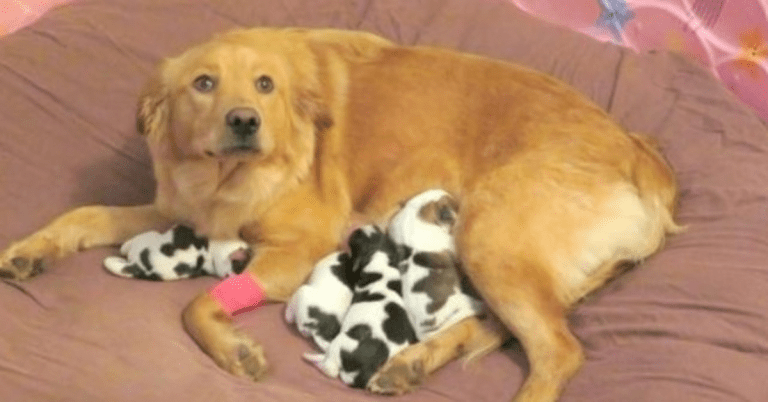 Trabajadores encuentran a golden retriever abandonado mientras da a luz