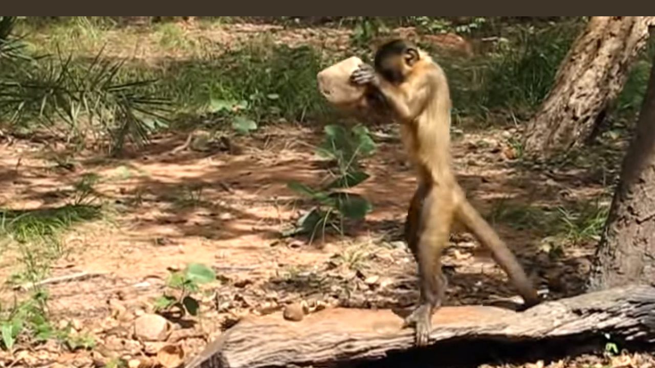 monos fabricaron antiguas herramientas piedra brasil portada