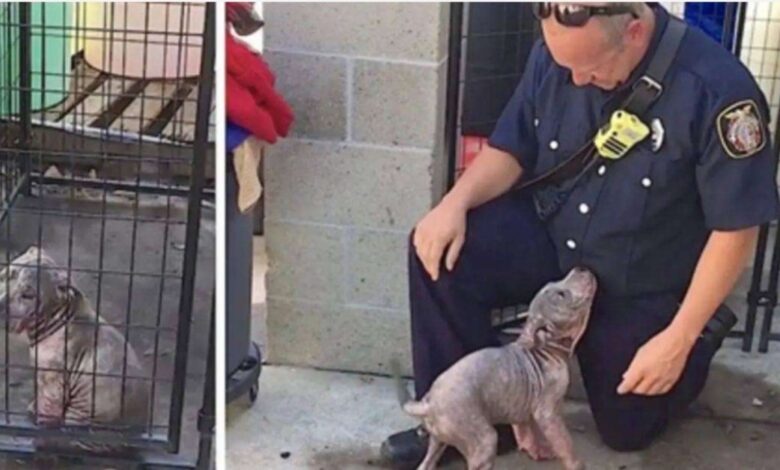 1675231891 la triste perrita rescatada se llena de alegria cuando el