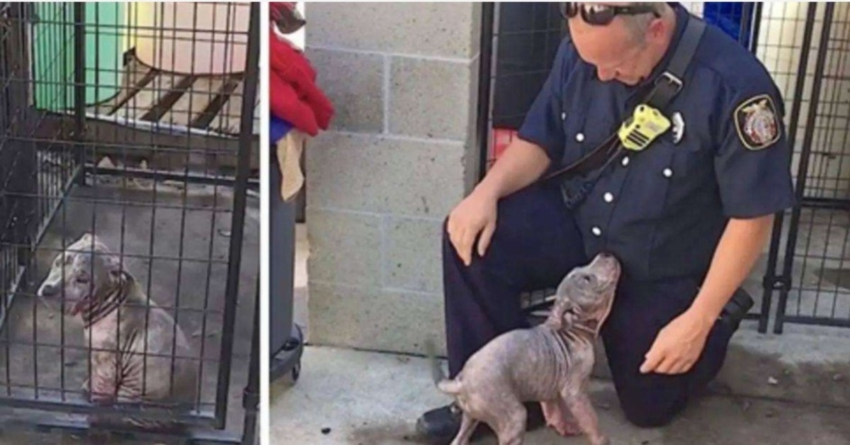 1675231891 La triste perrita rescatada se llena de alegria cuando el