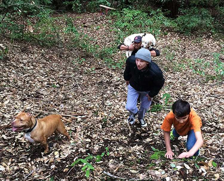 1675404883 927 perro ciego perdido en el bosque durante 1 semana fue