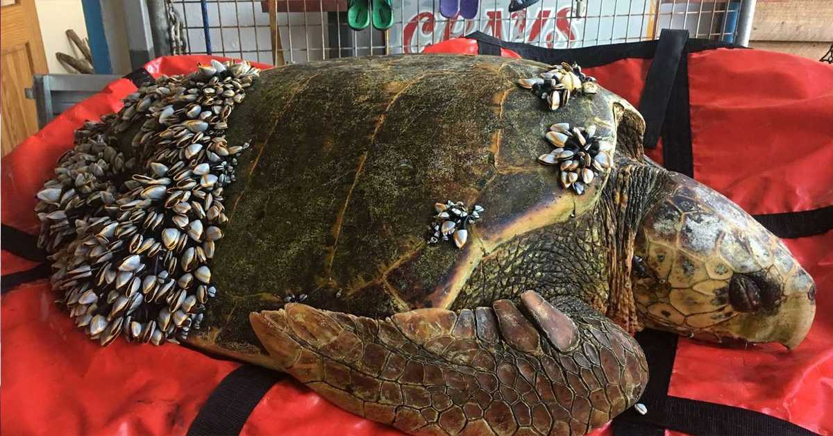 1675664258 Pescador encuentra una tortuga nadando en el agua con percebes