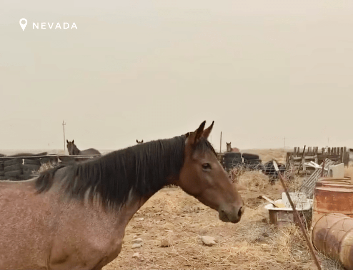 1677739552 302 la temerosa yegua salvaje arriesga su libertad para recuperar al