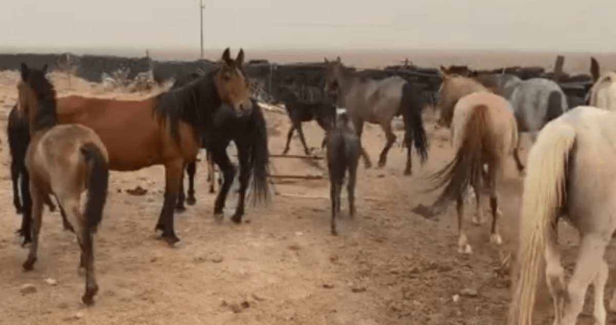 1677739553 588 la temerosa yegua salvaje arriesga su libertad para recuperar al