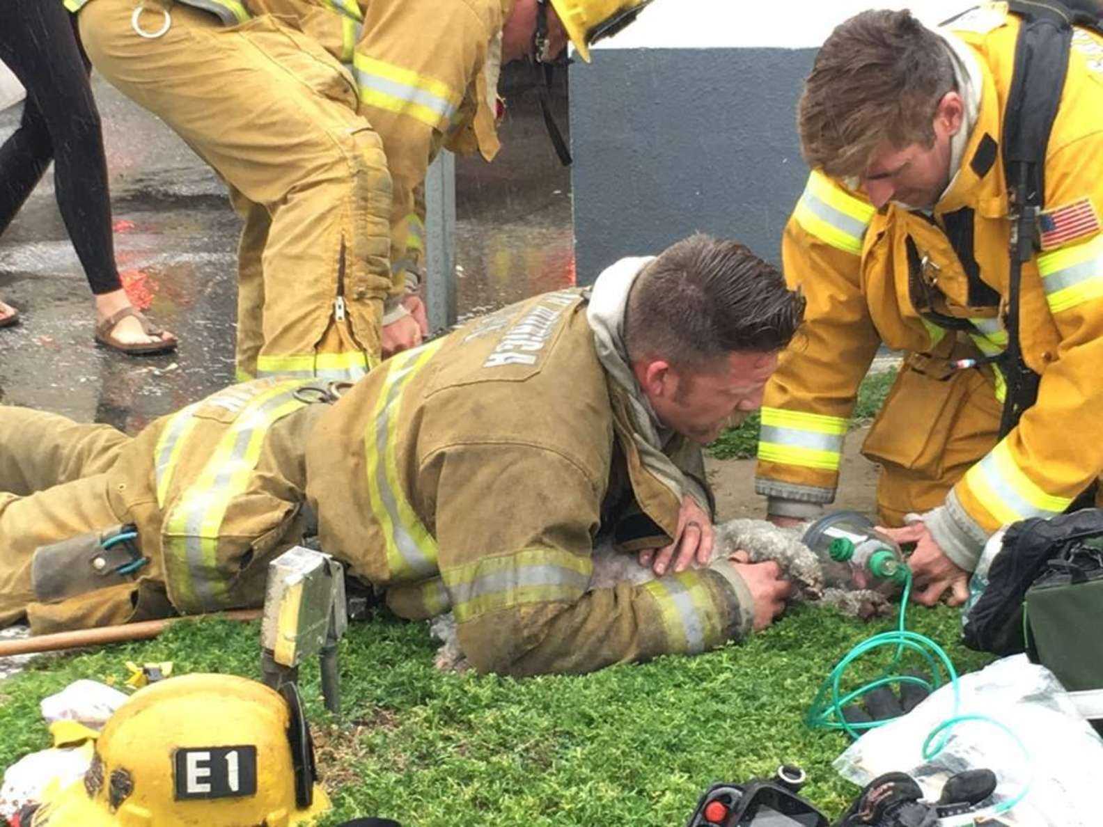 1677912541 759 los bomberos se niegan a renunciar a rescatar perros pequenos