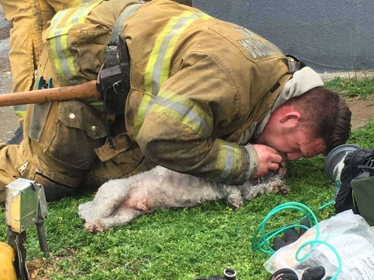 1677912542 683 los bomberos se niegan a renunciar a rescatar perros pequenos