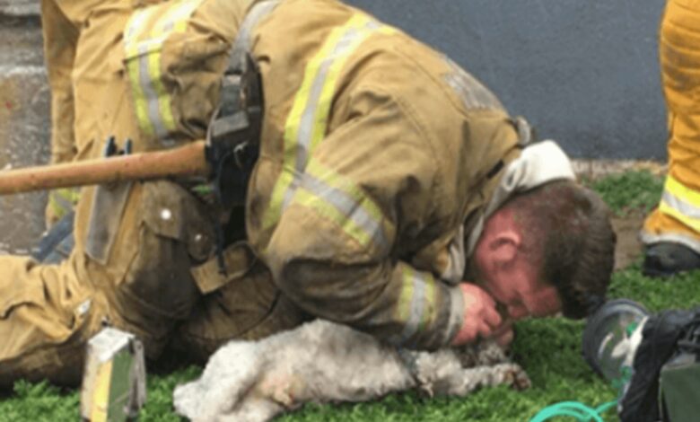 1677912548 los bomberos se niegan a renunciar a rescatar perros pequenos
