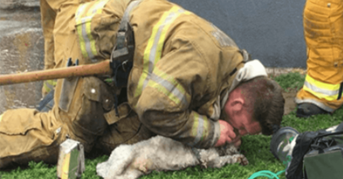 1677912548 Los bomberos se niegan a renunciar a rescatar perros pequenos