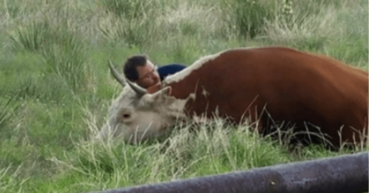 1678431365 Hombre atrapado en camara consolando a vaca angustiada tras perder