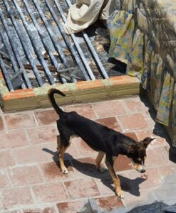 1679170624 475 demandan a dueno de 18 perros por maltrato y desnutricion