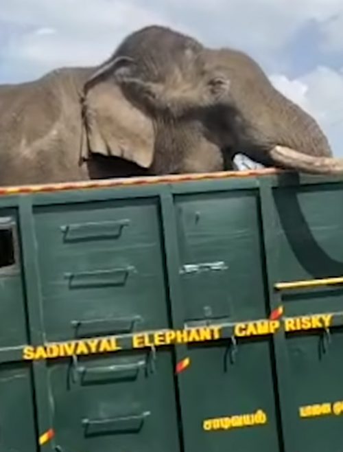 1680293982 469 emotiva despedida ranger llora desconsoladamente porque no pudo salvar a