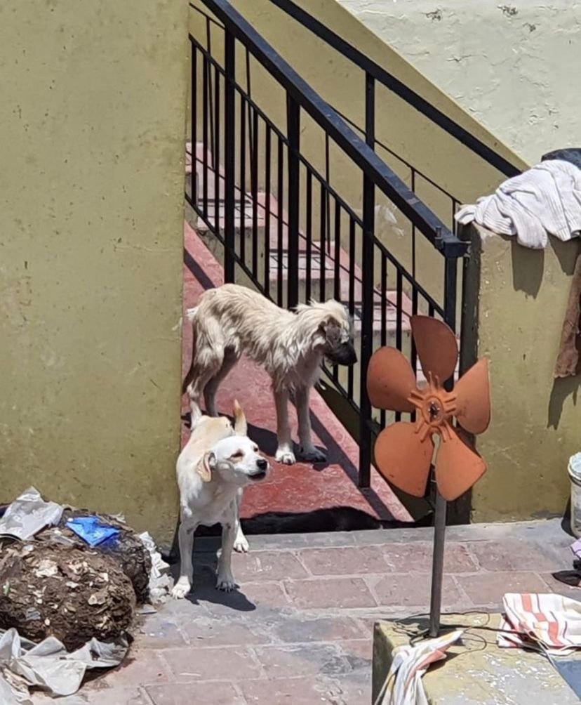 Demandan a dueno de 18 perros por maltrato y desnutricion