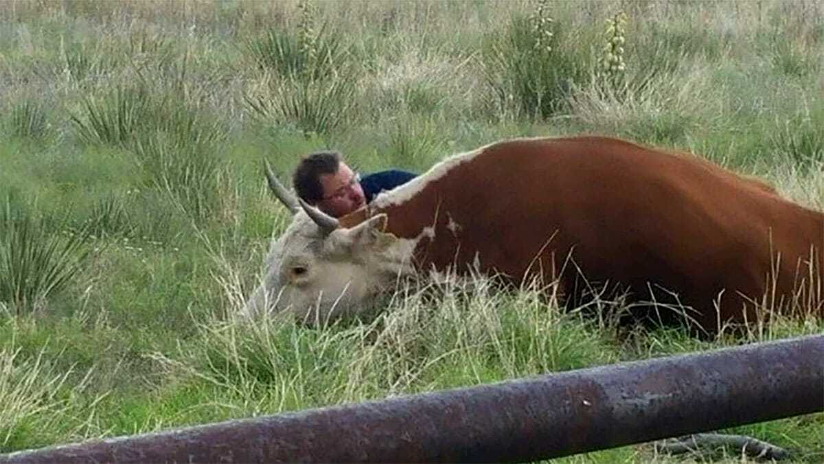 Hombre atrapado en camara consolando a vaca angustiada tras perder