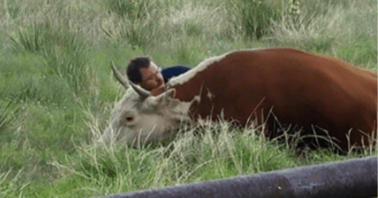 Hombre atrapado en camara consolando a vaca angustiada tras perder