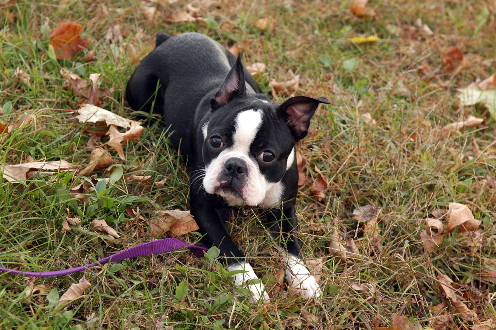 Las mejores cuentas de Instagram de Boston Terrier que debes