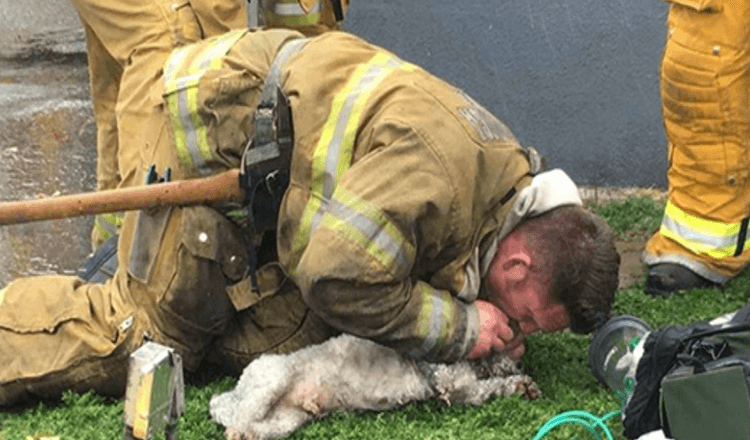 Los bomberos se niegan a renunciar a rescatar perros pequenos