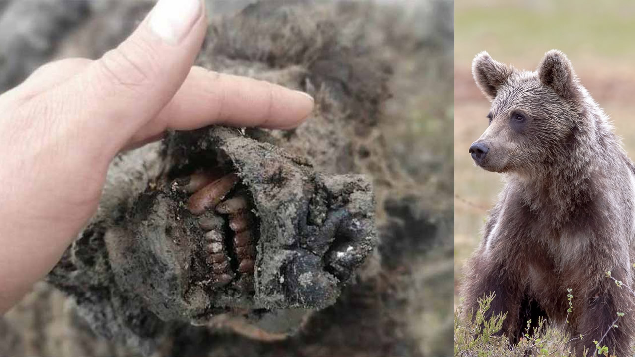 descubren oso momificado permafrost siberia portada