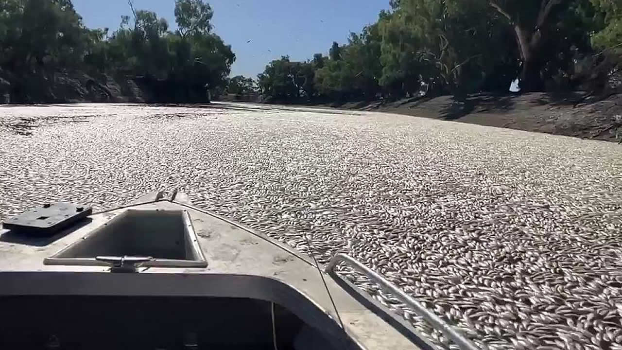 millones peces muertos rio australia portada