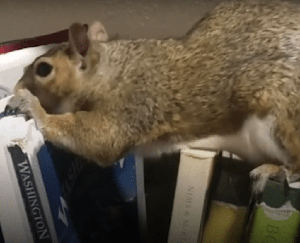 1680380439 928 la mujer encuentra un pequeno animal rosado tirado en el. Webp