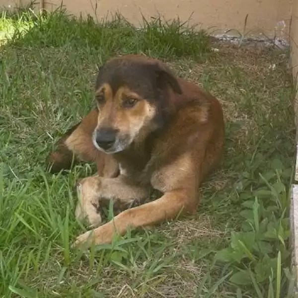 Perro en el patio