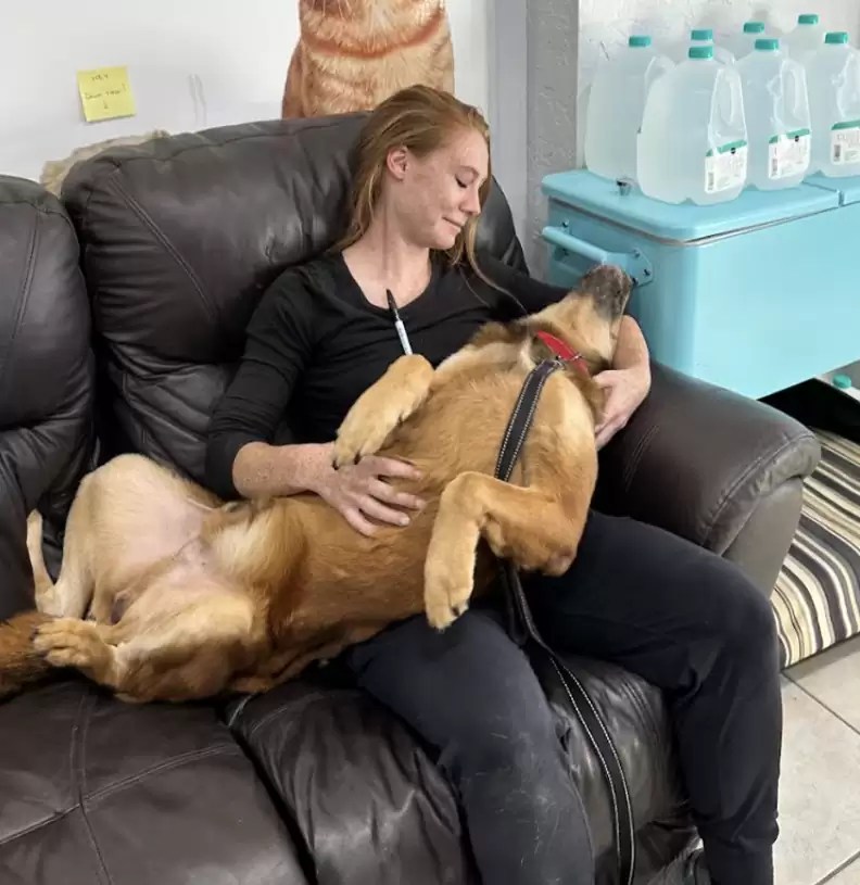 El perro se relaja en el regazo de la mujer.