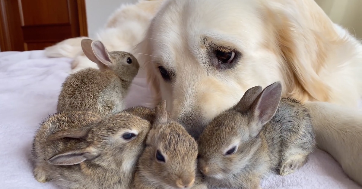 1682110212 Conejitos bebes creen que este golden retriever es su papa