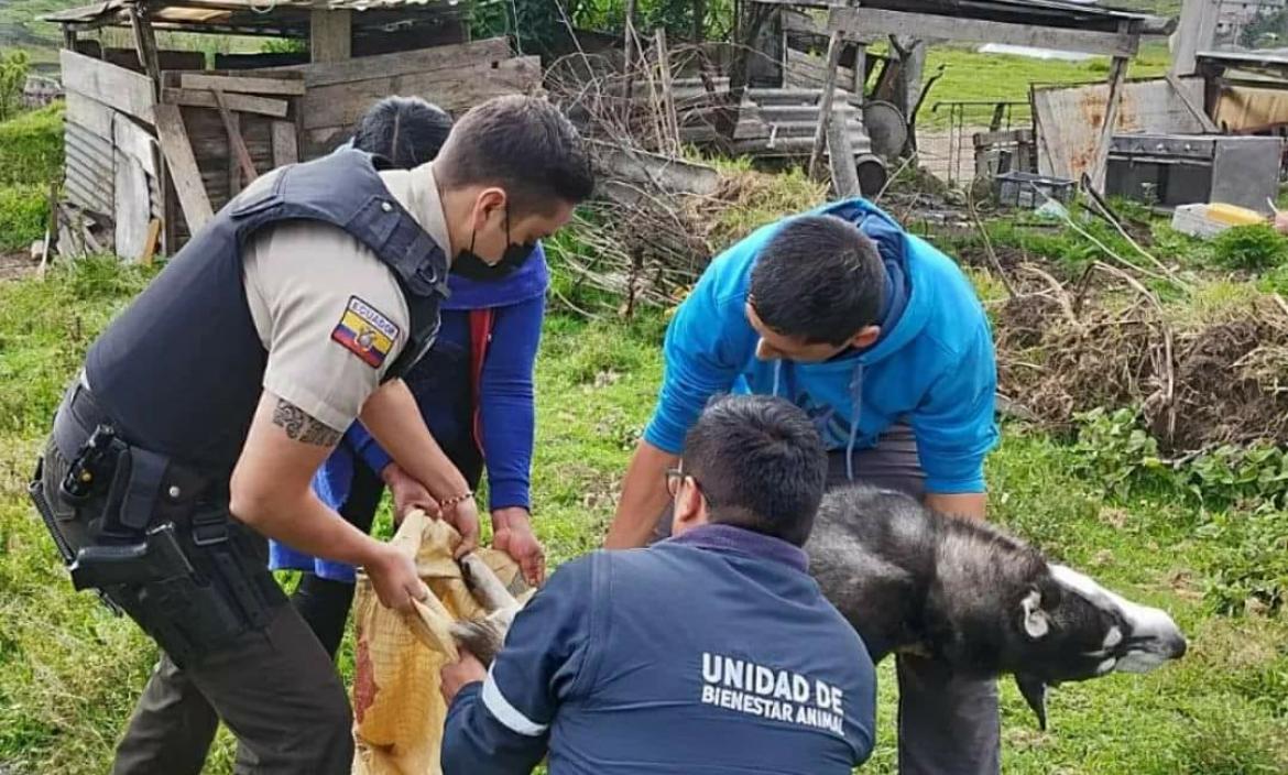 Autoridades buscan a la mujer que habría colgado a un perrito tras las rejas