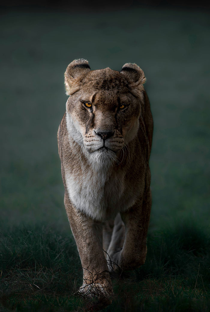 Tomé una foto de un león que venía hacia mí.