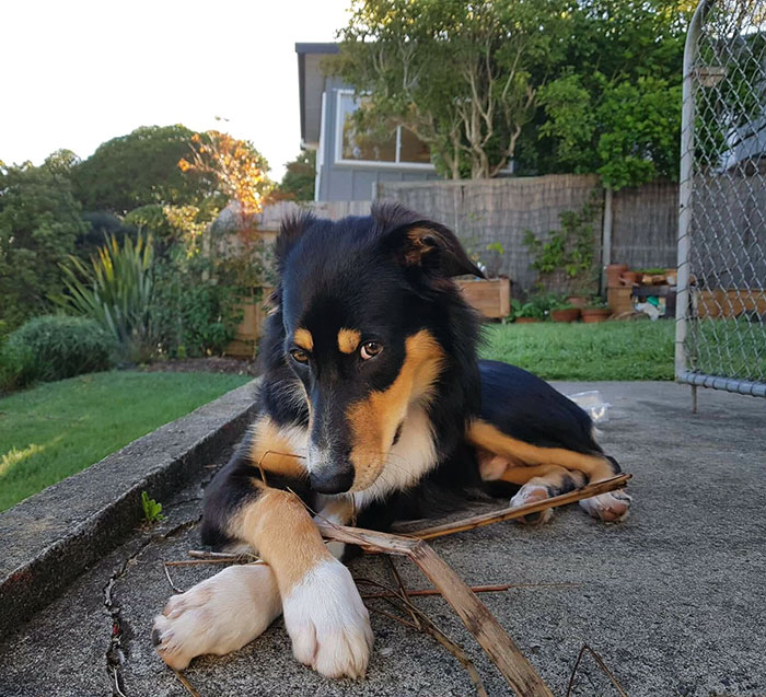 El perro de mi cuñado es tan fotogénico