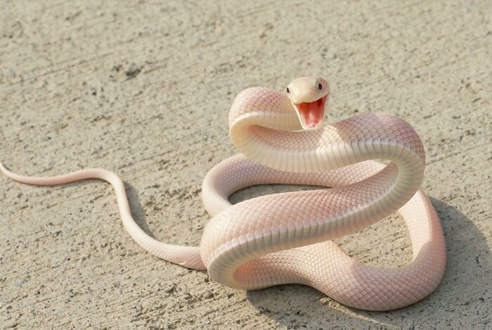 Esta serpiente rosa extremadamente fotogénica