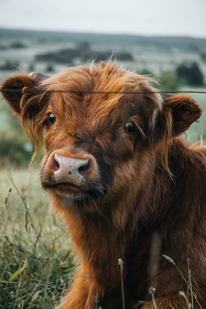 Fotografié una linda vaca.