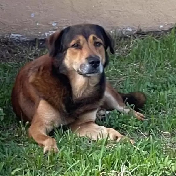 Perro en el patio