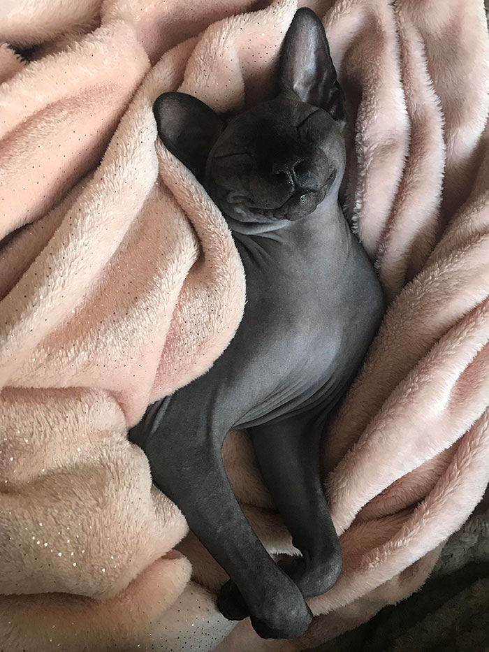 Mi sphynx ludwig sonríe desnudo