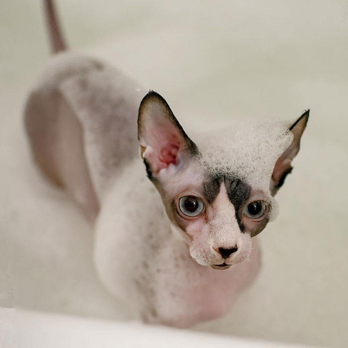 "me gusta tomar un baño de burbujas tibio por la mañana antes de ir a trabajar. " ningún gato dijo