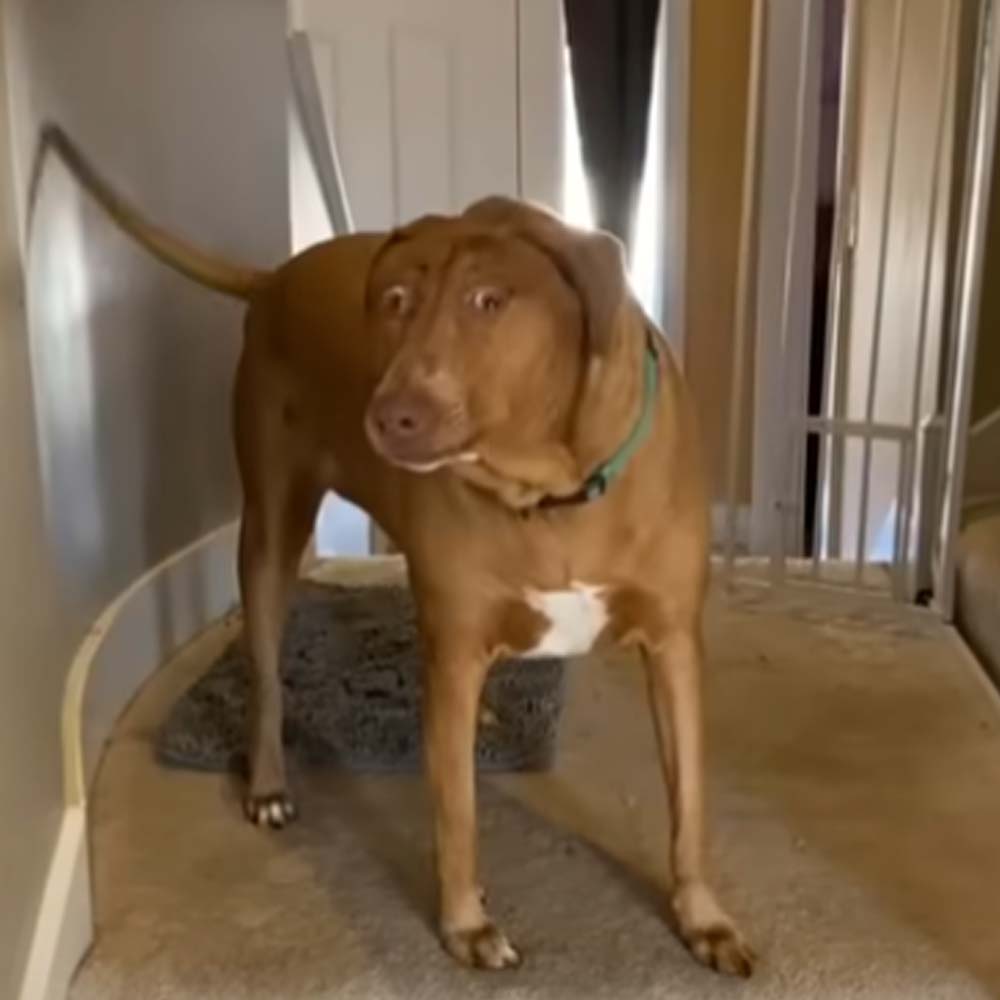 1683494348 409 video conoce al perro con una cara y una personalidad