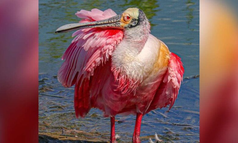 1683667249 mujer encuentra una gran pluma rosa en su jardin y