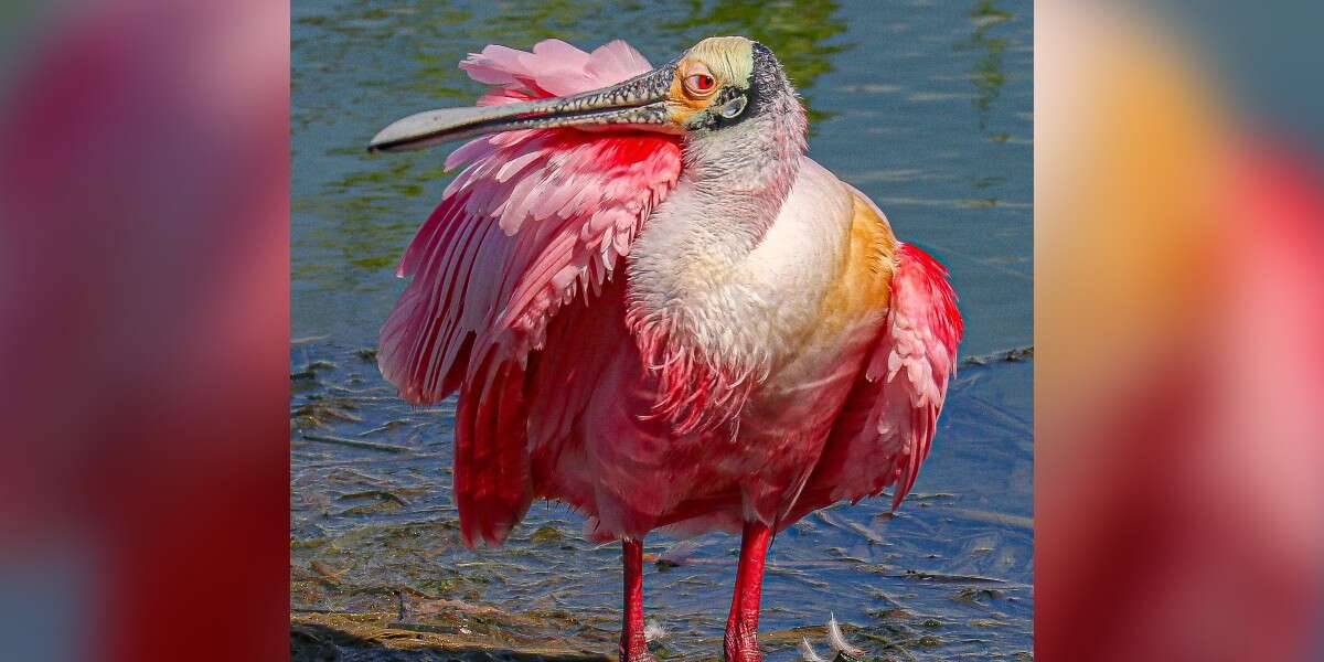 1683667249 Mujer encuentra una gran pluma rosa en su jardin y