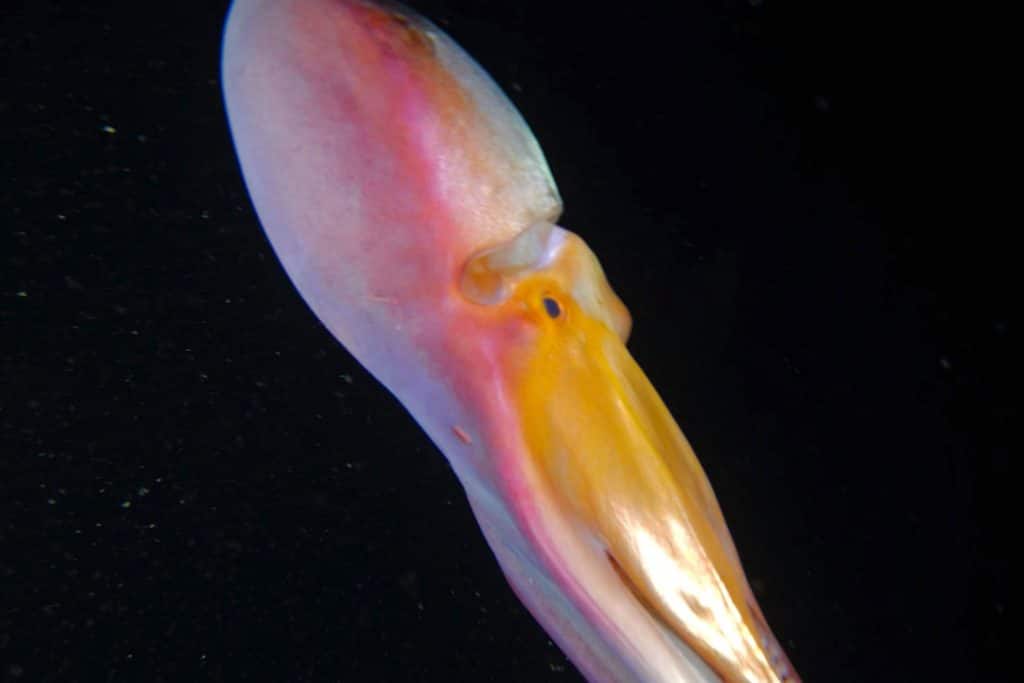 1684531341 881 fascinante colorido pulpo nadando en las profundidades del oceano en