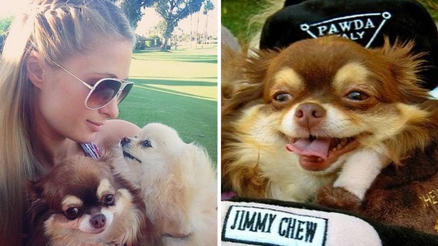 1685397301 Paris Hilton rinde emotivo homenaje a su chihuahua fallecido a