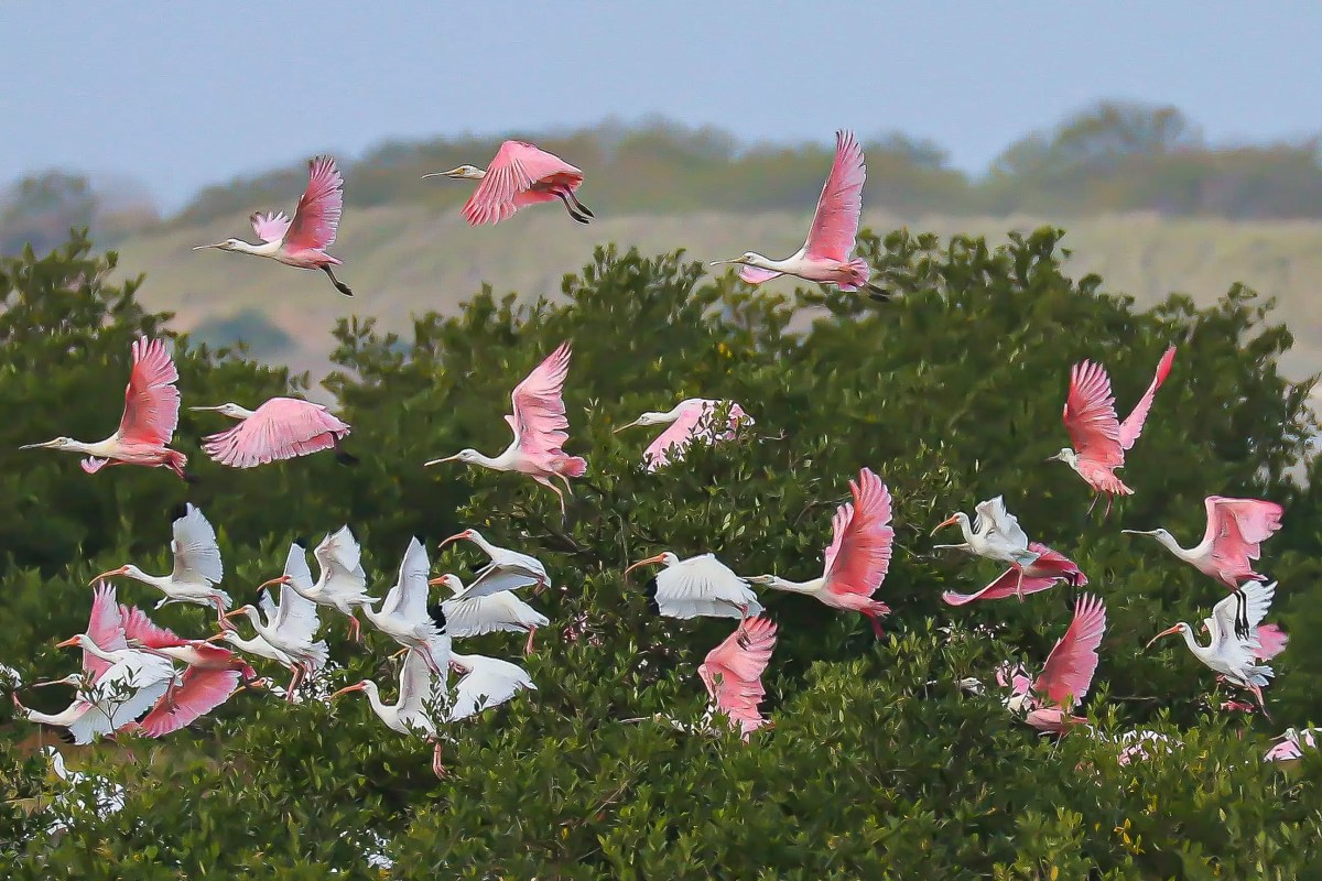 Espátula rosa