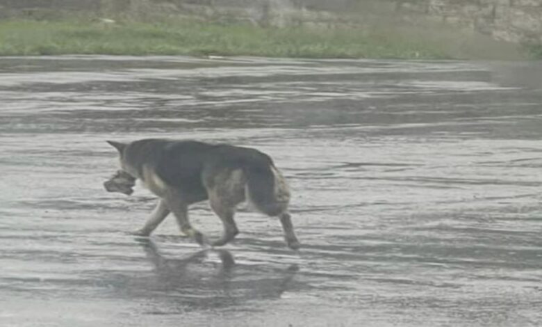 Perro callejero de luto lleva su peluche favorito por la